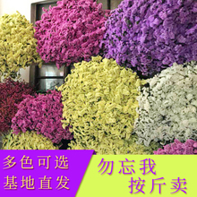 饰客厅卧室插花采购500g 干花论斤卖云南勿忘我情人草水晶草家居装
