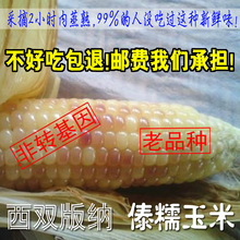 4斤傣糯云南西双版纳特产老品种带皮甜糯粘黏玉米柏 新鲜采摘包谷