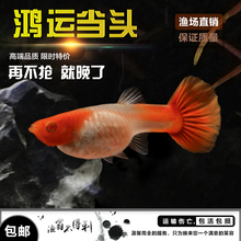 包邮 精品小型观赏鱼热带鱼鸿运当头红头孔雀凤尾鱼苗活体包活包损