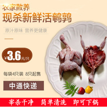马红鹌鹑 现杀鹌鹑 新鲜鹌鹑肉 生骨肉冷冻真空包装 可煲汤烧烤等