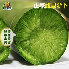 新鲜正宗潍坊萝卜水果萝卜5斤潍县青萝卜 包邮 甜脆多汁 预售