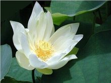 Water lily lotus pond indoor water lily plant hydroponic pot