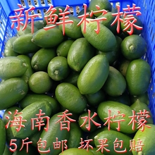 清香无苦味奶茶饮品店用5斤 包邮 免邮 海南香水柠檬无籽青柠檬新鲜