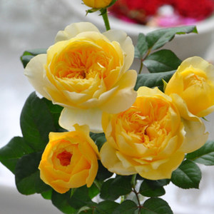 金丝雀月季品牌店铺