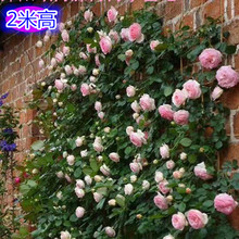 浓香大苗带花苞发 龙沙宝石拱门藤本月季 四季开花 爬藤蔷薇花苗