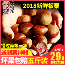 甲午先生 2018东北板栗5斤装野生新鲜油栗子 农家现摘生油栗包邮