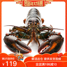活波士顿龙虾1斤鲜活特大波龙活虾450-550g奥龙海鲜水产大虾包邮
