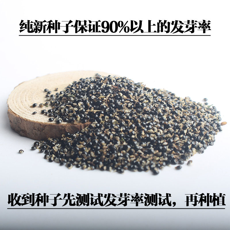 紫花地丁苦地丁种子河北地产地丁草紫花草中药材绿化花卉种子 8u58药材网