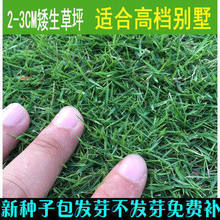 庭院不修剪狗牙根剪股颖黑麦草护坡草籽草种 进口四季青草坪种子