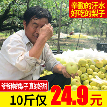脆甜 包邮 10斤梨子新鲜砀山梨酥梨香梨雪梨贡梨皇冠梨当季水果批发