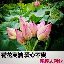 Fresh lotus flowers real flowers appreciation real lotus flo