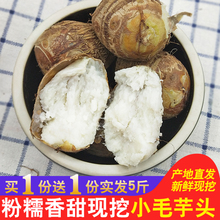 山东毛芋头新鲜小毛芋头农种种植芋艿现挖现发香芋买1送1共发5斤