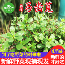 马齿苋菜新鲜马苋菜野生五行草马齿苋长寿菜野菜蔬菜马蜂菜4斤装