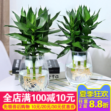 水培植物玻璃瓶观音竹富贵竹莲花竹办公室桌面净化空气小盆栽