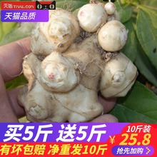 包邮 2019春季现挖野洋姜新鲜10斤鬼子姜腌泡菊芋酱菜咸菜洋姜种子