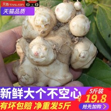 2019春季现挖野洋姜新鲜5斤鬼子姜腌泡菊芋酱菜咸菜洋姜种子包邮