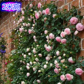 浓香大苗带花苞发 龙沙宝石拱门藤本月季 四季开花 爬藤蔷薇花苗