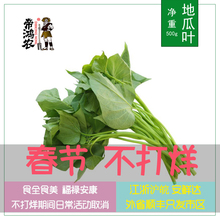 【5件包邮】 地瓜叶500g红薯叶新鲜蔬菜过年不打烊