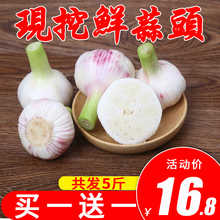 包邮 农家自种大个白皮干蒜头批发10 2019新鲜现挖紫皮湿蒜5斤低价