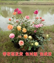 带花苞发货 庭院阳台 藤本月季大苗花苗龙沙宝石蔷薇花苗爬藤月季