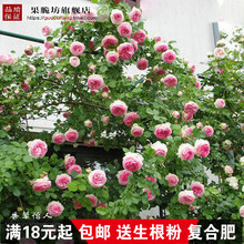 粉色龙沙宝石月季花欧月藤本月季粉龙爬藤月季苗多花蔷薇苗