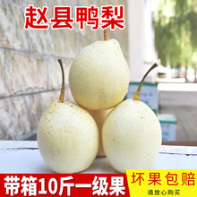 包邮 梨子正宗鸭梨水晶梨河北赵县雪梨当季新鲜水果带箱10斤 皇冠梨