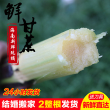 10斤送削皮刀结婚搬家必备 包邮 2整根黑皮甘蔗海南三亚新鲜水果