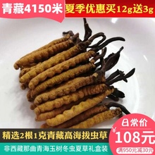 精选冬虫夏草青藏高海拔虫草非西藏那曲青海玉树无断草2根1克包邮