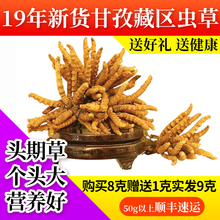 非西藏那曲青海玉树冬虫夏草2根1g 新货精选甘孜藏族虫草礼盒装