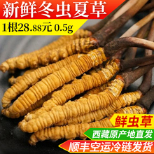 1根20根起发 西藏那曲新鲜冬虫夏草青海虫草0.5g1根无断草28.88元