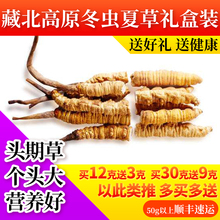 1g非青海玉树西藏那曲冬虫夏草 藏区中高海拔虫草断头期草礼盒装