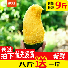 当季水果 包邮 彬子严选 秒杀 广西田东桂七芒净重9斤新鲜