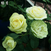 奶油龙沙奶油伊甸园月季花苗勤花植物盆栽花卉 缘月精品月季园