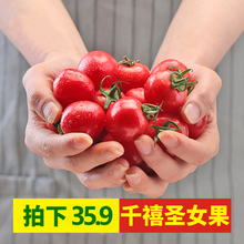 千禧圣女果5斤包邮现摘现发樱桃小番茄孕妇水果西红柿新鲜蔬菜