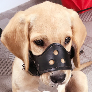 狗狗嘴套狗口罩防叫防咬