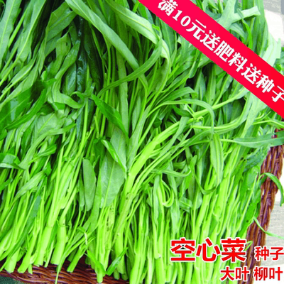 水培蔬菜种子阳台旗舰店
