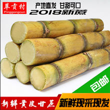 包邮 新鲜甘蔗时令水果批发整根黄皮甘蔗现砍白玉甘蔗5斤 苹贡村