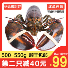 波士顿龙虾鲜活大龙虾特大波龙奥龙海鲜水产活体鲜活澳洲龙虾超大