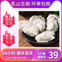 新鲜海产品10斤带壳海鲜水产品海蛎子 乳山生蚝大牡蛎鲜活生吃5斤