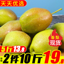 包邮 整箱10红香酥梨脆甜媲美新疆库尔勒 香梨5斤带箱梨子新鲜水果
