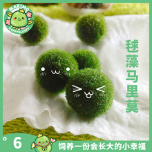 幸福球藻马里莫 Marimo 海藻球微景观室内好养迷你水培植物生态瓶