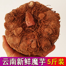 魔芋豆腐原料农家种植现挖现发 云南新鲜魔芋新鲜生魔芋头5斤商品