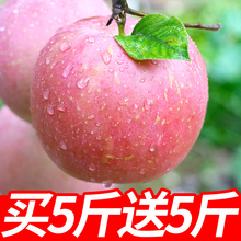 苹果水果当季新鲜红富士10斤包邮应季陕西丑萍果一整箱吃的脆平果