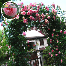 藤本月季玫瑰苗 花卉绿植盆栽 龙沙宝石 多花蔷薇花苗爬藤攀援