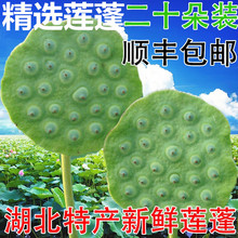 包邮 湖北新鲜莲蓬现摘生吃野生新鲜莲子米水果嫩莲子20朵莲蓬顺丰