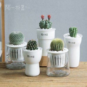 多肉植物仙人球盆栽