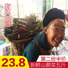 蕨菜新鲜现摘5斤贵州山野菜现采撅菜新鲜蔬菜下饭菜野生山菜厥菜