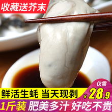 包邮 生蚝肉鲜活500克现剥批发新鲜去壳生蚝肉乳山牡蛎满3斤
