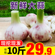 批发十斤装 包邮 2019新鲜大蒜头10斤鲜蒜现挖湿蒜紫白皮新蒜头嫩蒜