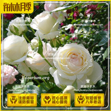 许木木 藤本月季大花白色簇盛开攀缘月季梅兰国际 白色龙沙宝石